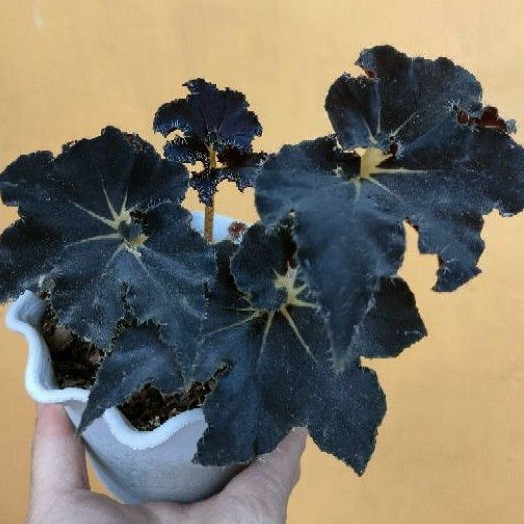 Begonia Black Mamba Velvet Rare Shopee Philippines