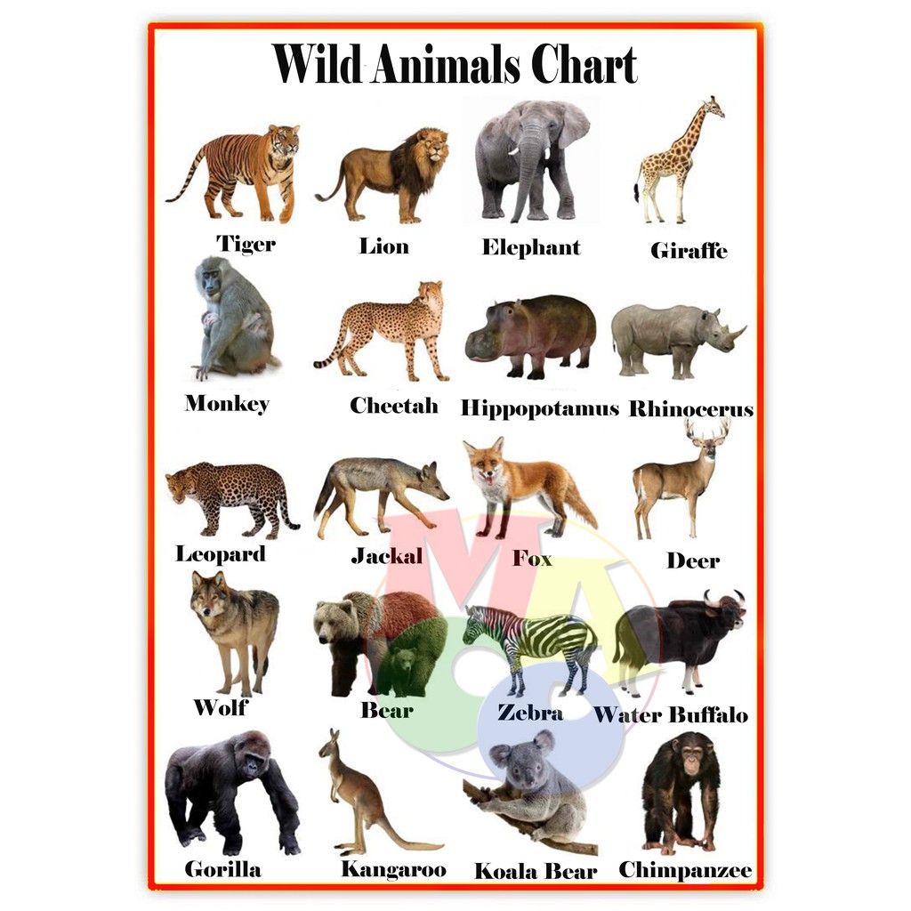 Animals Chart Laminated A4 Size | Shopee Philippines