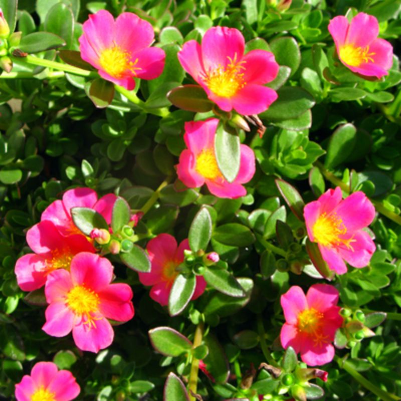 10 Pcs Live Rooted Portulaca Grandiflora Japanese Rose Alembong Alas Diyes Assorted Colors Shopee Philippines