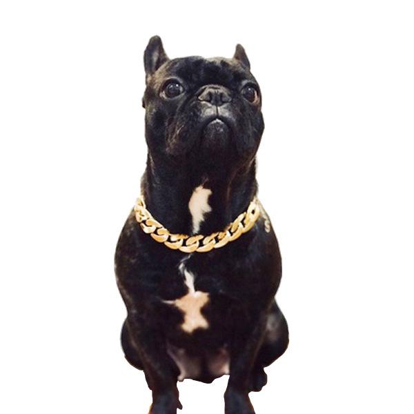 pitbull gold collar