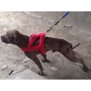 ≌










Pitbull collar collar collar strap dog fighting training equipment treadmill supplies s #2