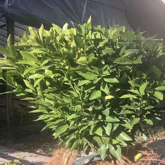 Edible Golden Orange Seedlings Smooth Skin Crisp Skin Seedlings