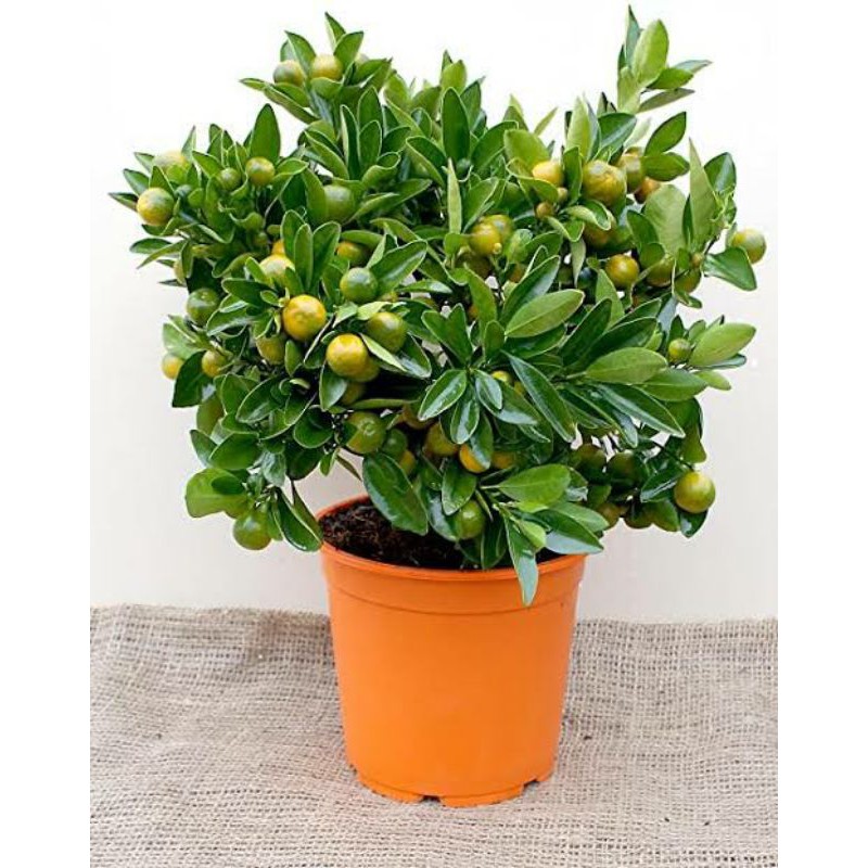 indoor-lucky-calamondin-fruit-bearing-citrus-tree-shopee-philippines