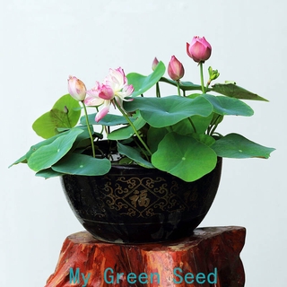 Bowl lotus seed