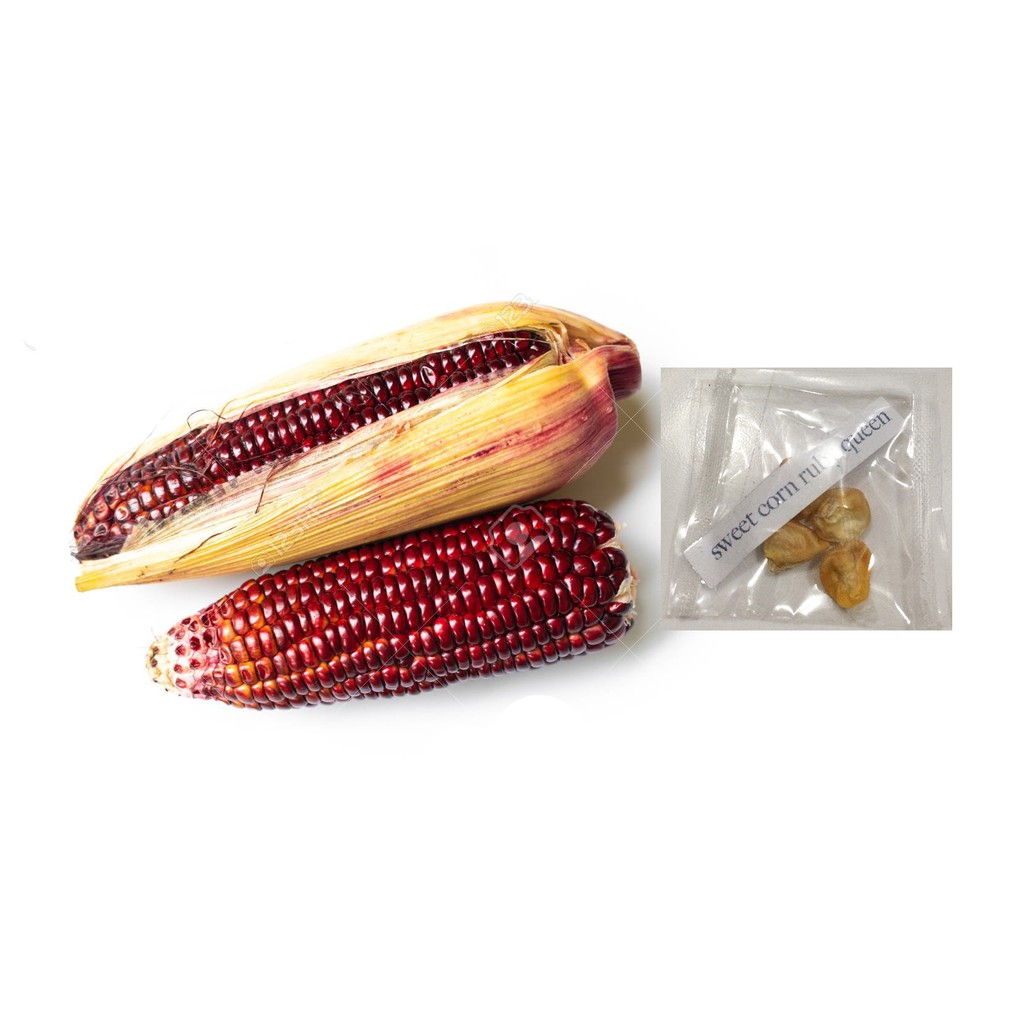 Ruby Queen Sweet Corn Hybrid Plant Seeds Shopee Philippines