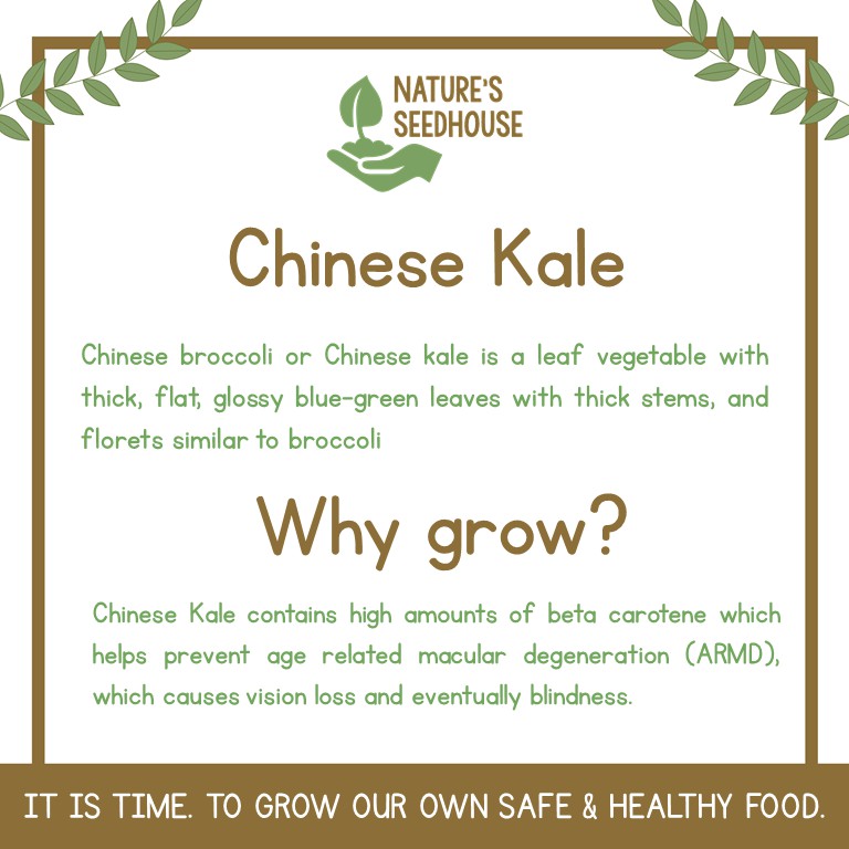 Chinese Kale Seeds Kailaan Seeds Chinese Broccoli Seeds Vegetable Seeds Plant Seeds