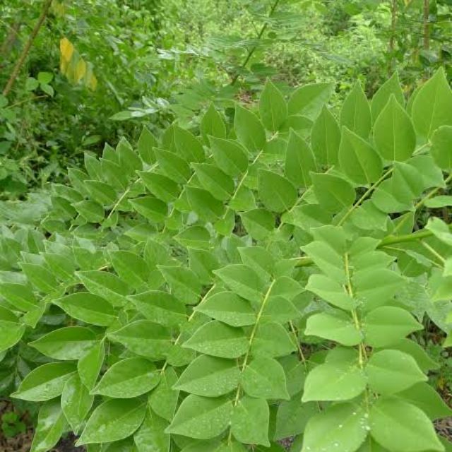 Madre De Cacao Cuttings COD Shopee Philippines