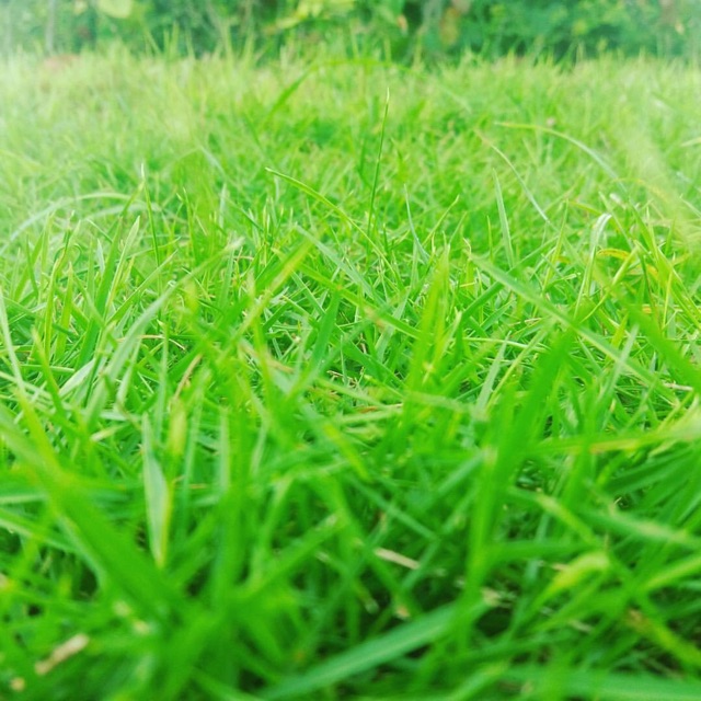 grass