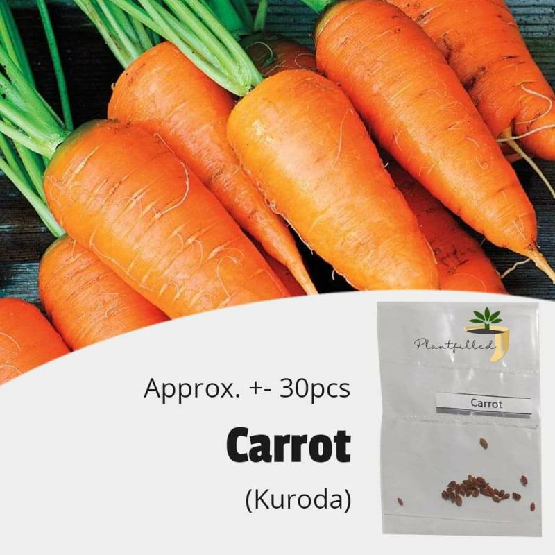 [Plantfilled] Carrots New Kuroda Seeds | Vegetables | Shopee Philippines