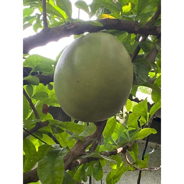 CALABASH MIRACLE FRUIT Shopee Philippines