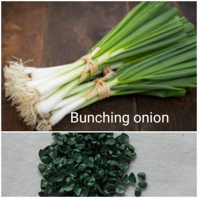 Bunching Onion Seeds 