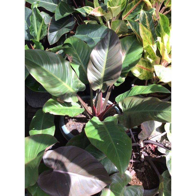 Philodendron Red Conggo Rare Collectors Item Shopee Philippines