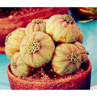 Hot Sell Succulent Plants 100 PcsPack Euphorbia Obesa Seeds, Very Rare Cactus Flower Seeds for Garde #8