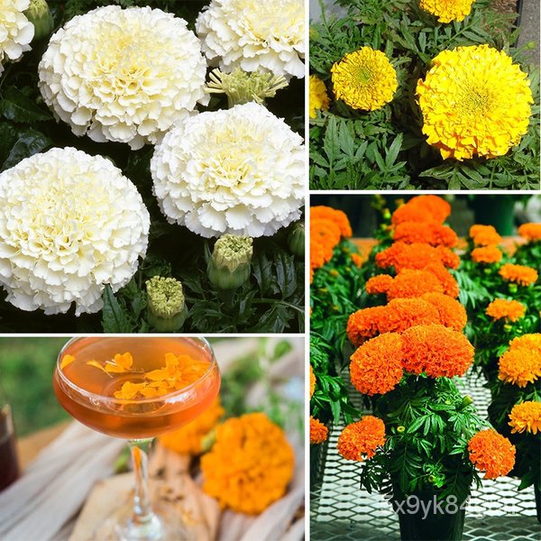 New Store Offers Philippines Ready Stock 100pcs Marigold Seeds Home Garden Flower Seeds Potted Plant
