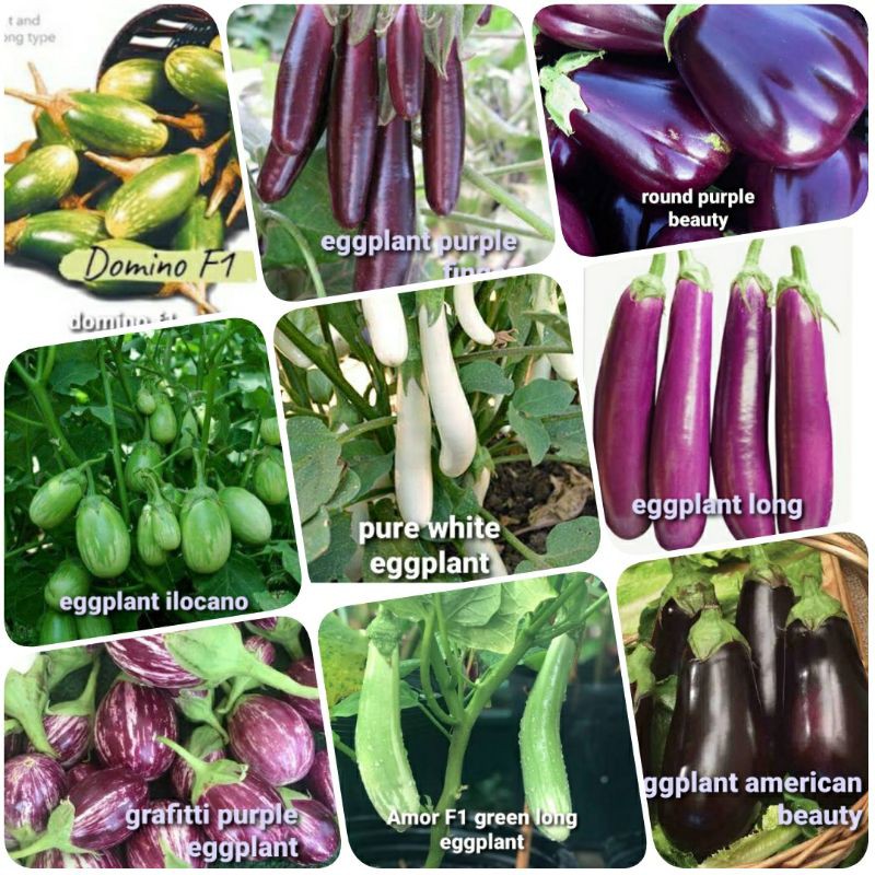 9 varieties of eggplant seeds Shopee Philippines