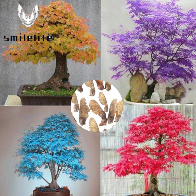 Japanese Maple Tree Philippines - e-nikemixargentina