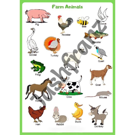 Laminated Educational Animals Chart | Shopee Philippines