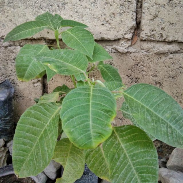 Poinsettia/December Plant  Shopee Philippines