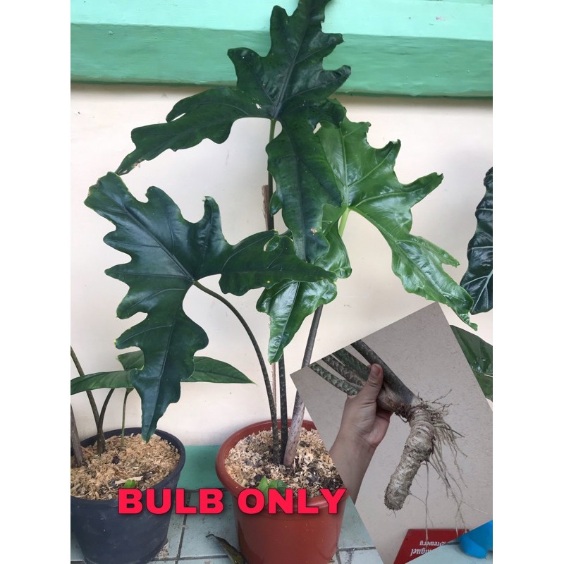 ALOCASIA BATWING (NYCTERIS) | Shopee Philippines