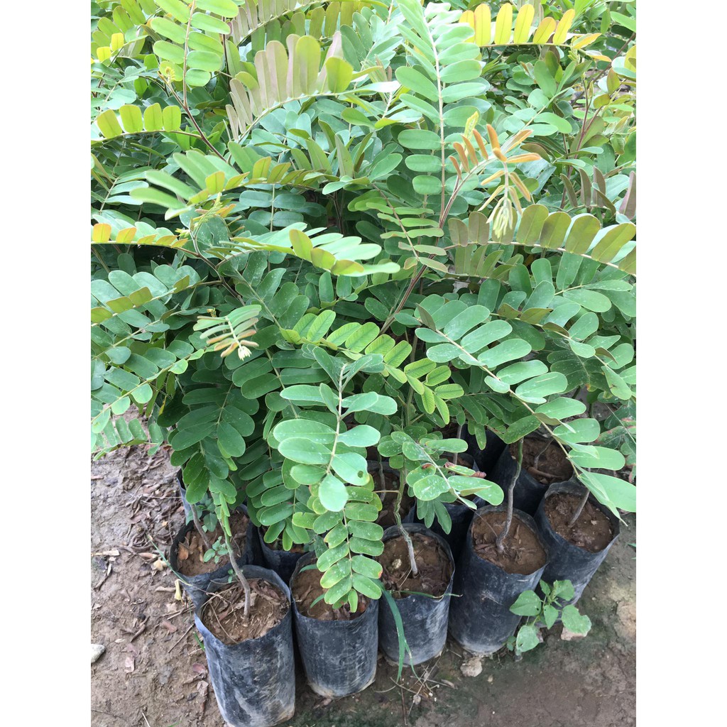 Palawan Cherry Blossom 1 Live Seedling Shopee Philippines