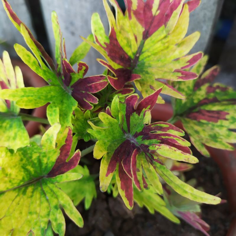 Mayana Variety three star called Shopee Philippines