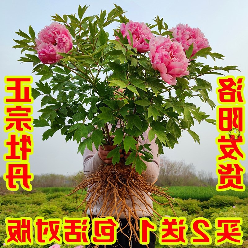 Peony Seedlings Pot Large Seeding Authentic Luoyang Ornamental Non