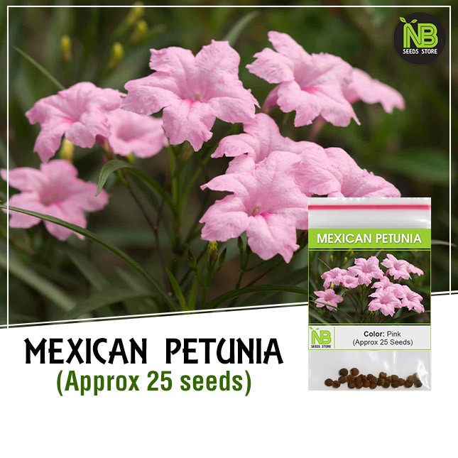 Mexican Petunia Seeds (Approx 25 Seeds) | Shopee Philippines