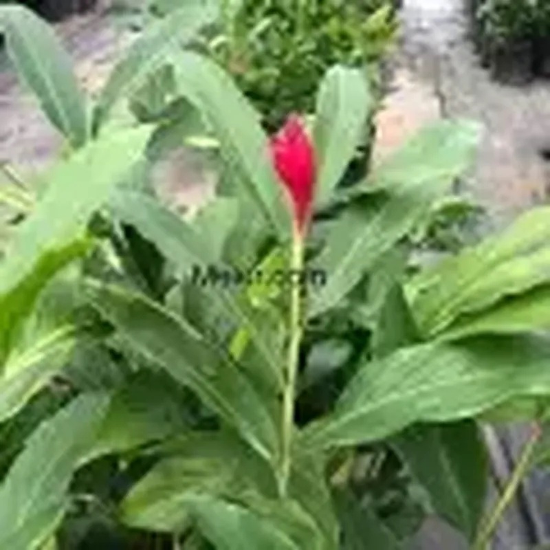 Anak Pokok Halia Merah Red Ginger Sapling Alpinia Purpurata Shopee Philippines