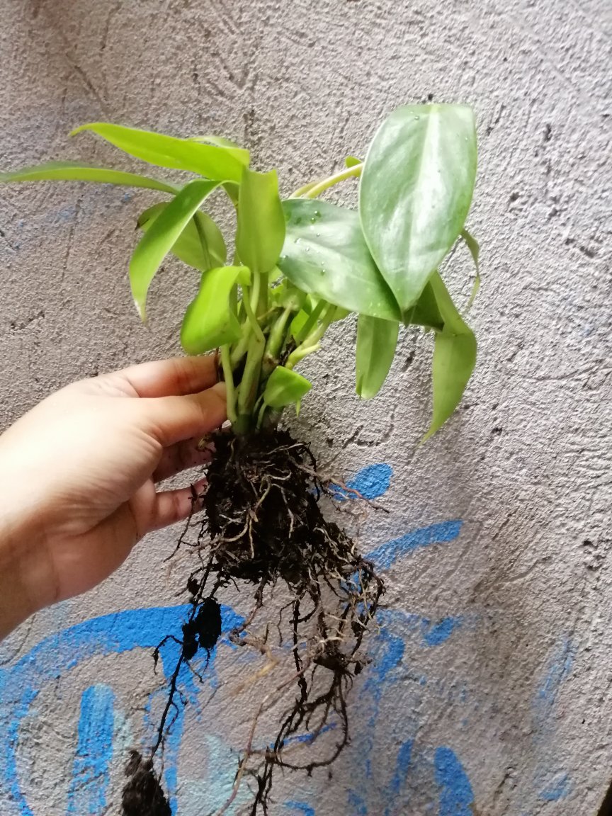 Philodendron Temptation Plant Shopee Philippines