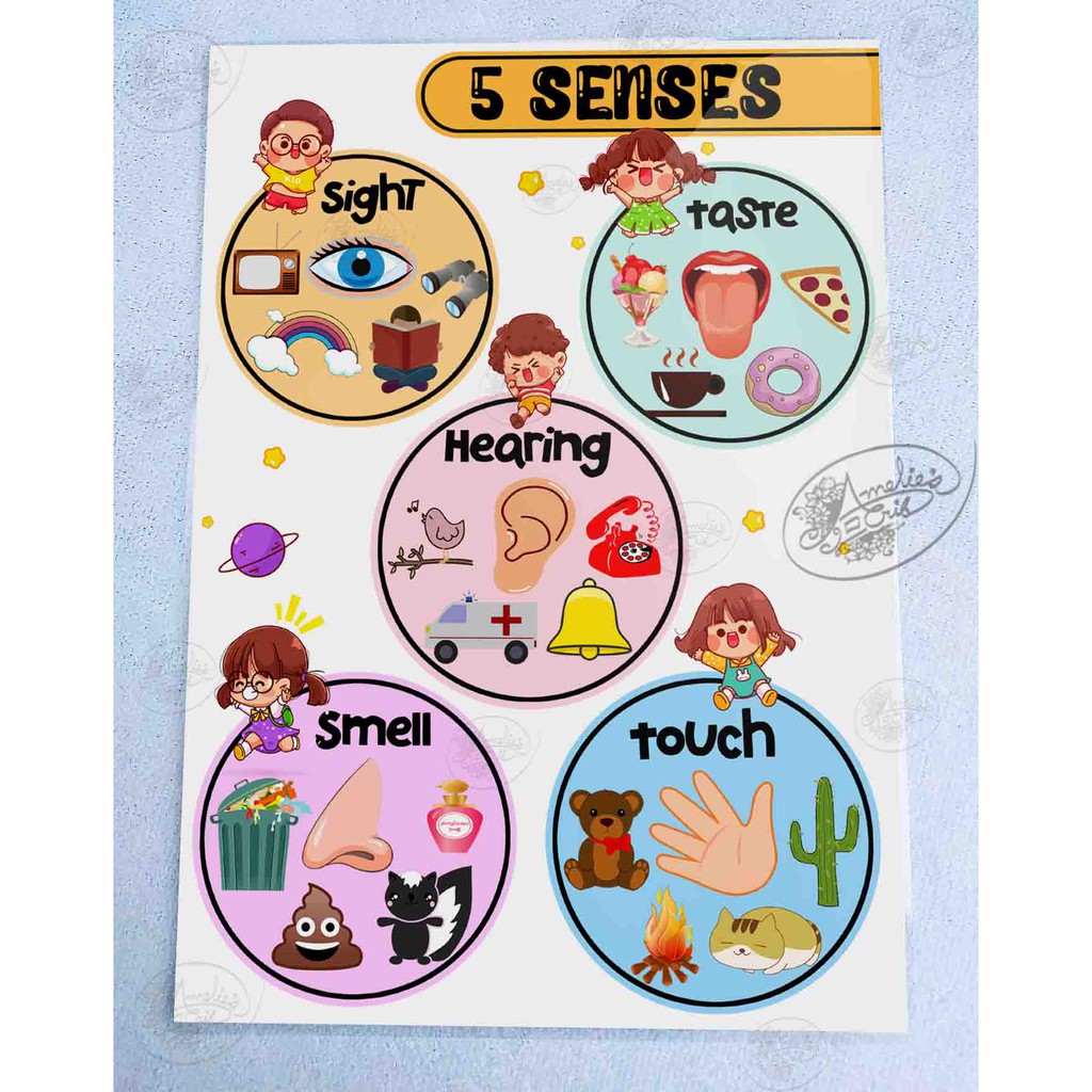 5 Body Senses Educational Wall Chart (Laminated A4) | Shopee Philippines