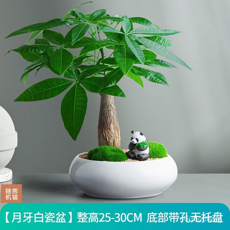 Pachira Macrocarpa Potted Indoor Living Room Desktop Small Green Bonsai