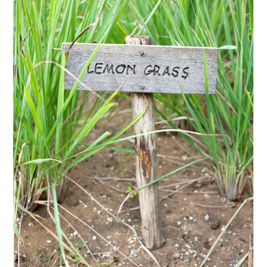 Lemongrass Tanglad Seeds Shopee Philippines