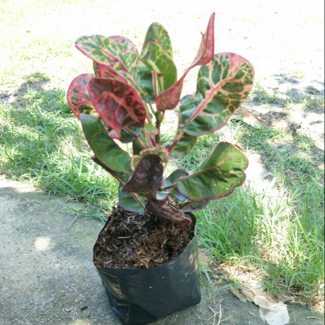  San  francisco  indoor plant  Shopee Philippines