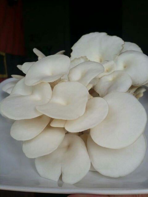 mushroom fruiting bag for sale philippines