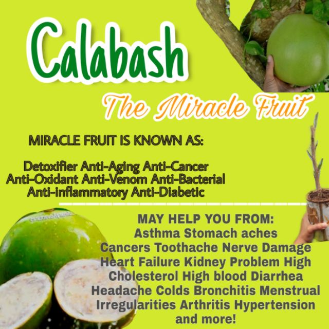 COD Calabash fruit seedling the miracle | Shopee Philippines