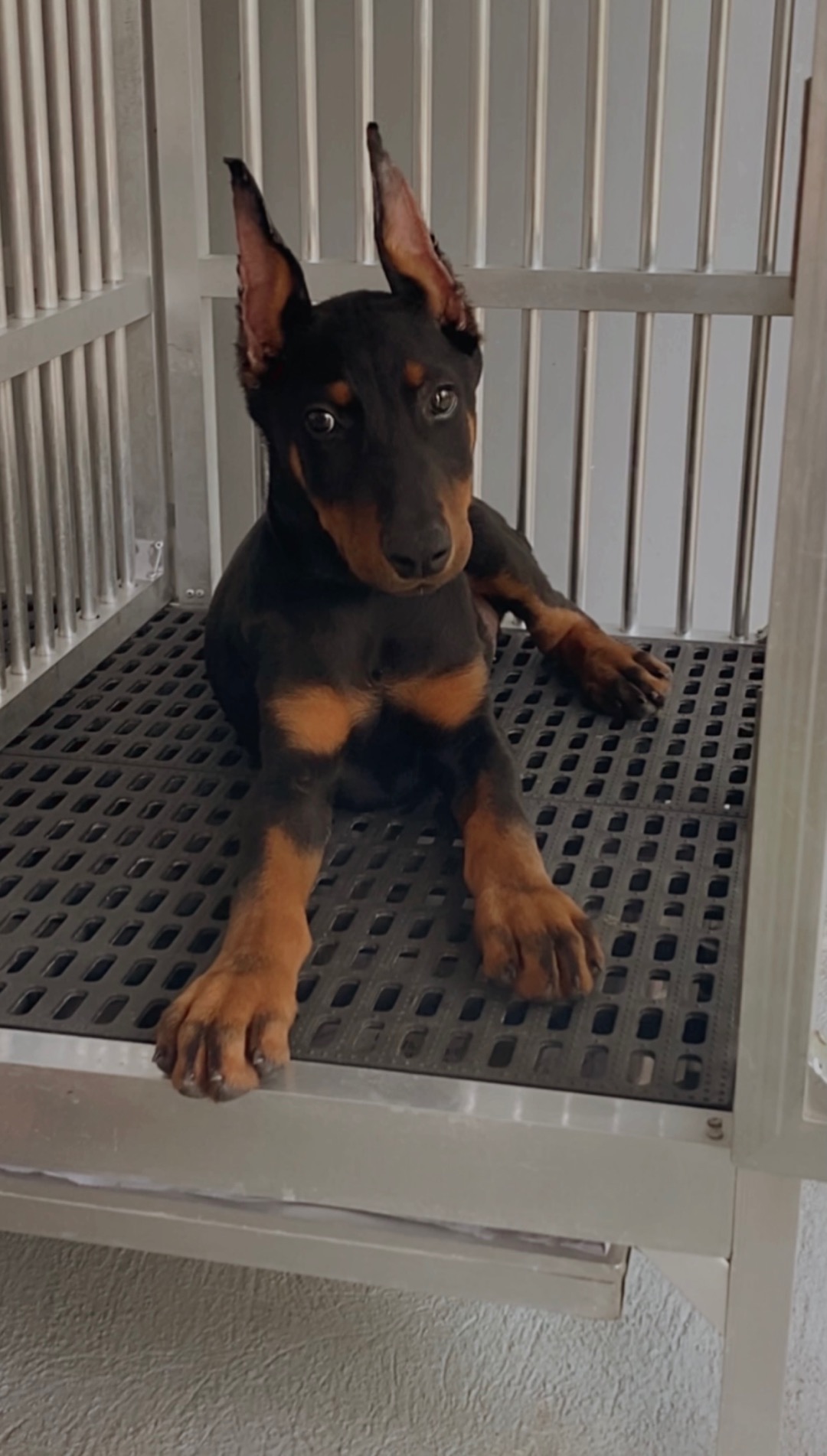 Doberman Ear Posting Acrylic Guide Shopee Philippines