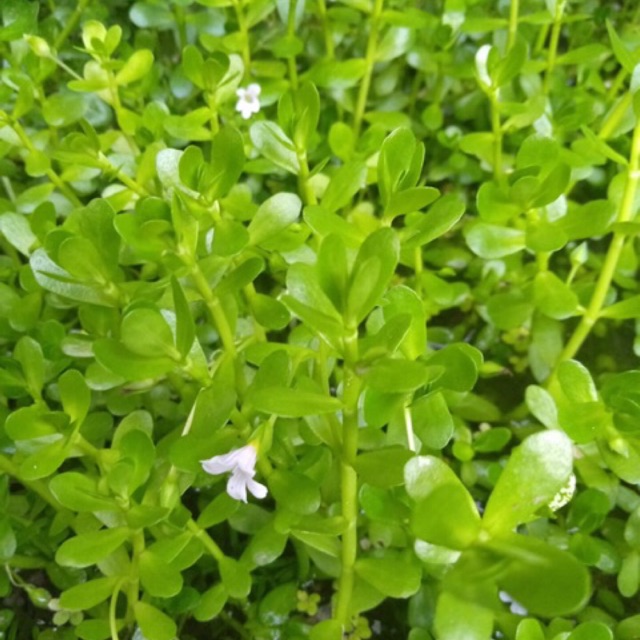 Bacopa Monieri Aquatic Plant Shopee Philippines
