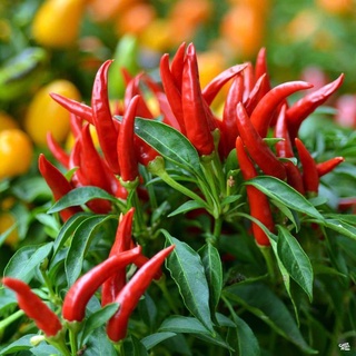 COD Siling Labuyo Hybrid ( 500 seeds ) - Hot Pepper vegetable seeds