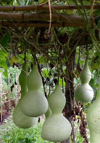 10+Bottle Gourd seeds Birdhouse Craft Calabash Asian Buddha Squash Vegetable #1