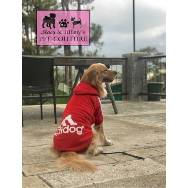 chihuahua adidas hoodie