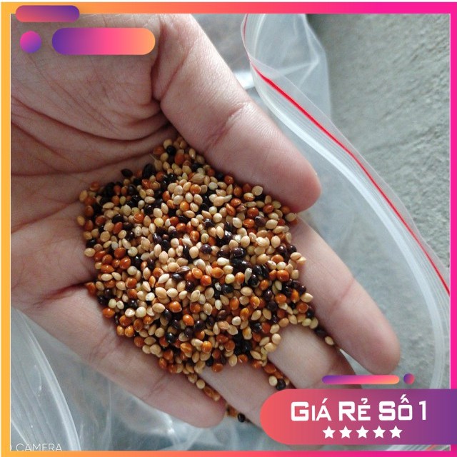 1kg Of Thai Grass Seeds Millet 3 Colors For Parrots, CU Nape, Hamsters