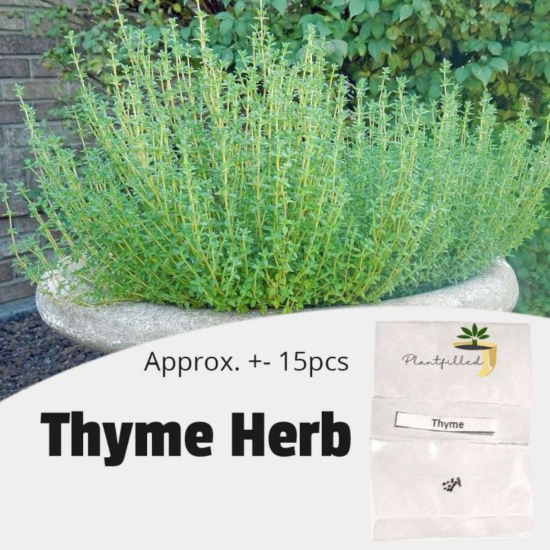 [PLANTFILLED] Thyme Herb Plant Vegetable  Seeds - 15 Seeds