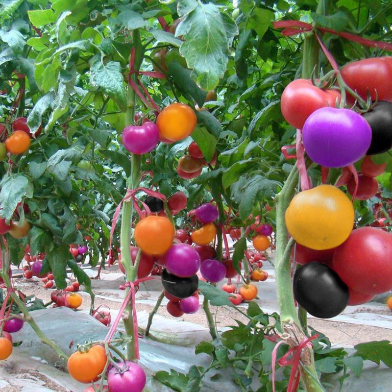100pcs Rainbow Tomato Seeds Colorful Bonsai Organic Vegetables Seed Home Garden Shopee Philippines