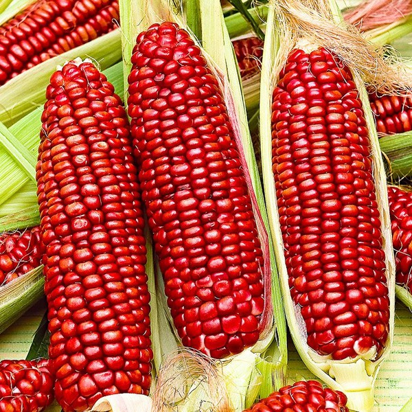 Corn Seeds Mexican Red Corn Seeds Shopee Philippines