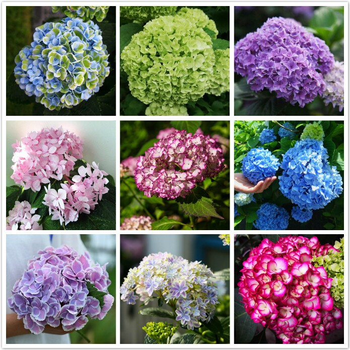 Mixed Hydrangea Bonsai Seeds Beautiful Flower Seeds for Sale Garden Flower Plant Seed Live Plants Po