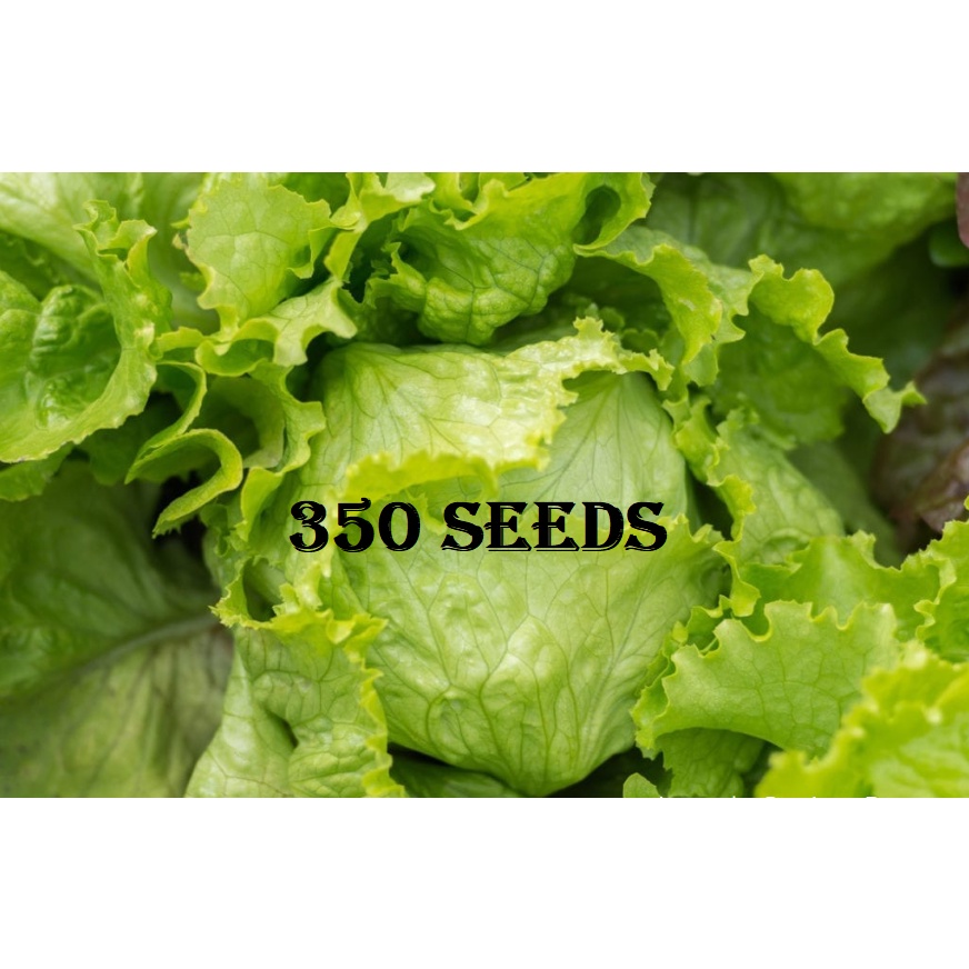 Lettuce Litsugas Seeds 20pesos Per Pack Condor Seed Vegetable Seed Iceberg Lettuce 3328