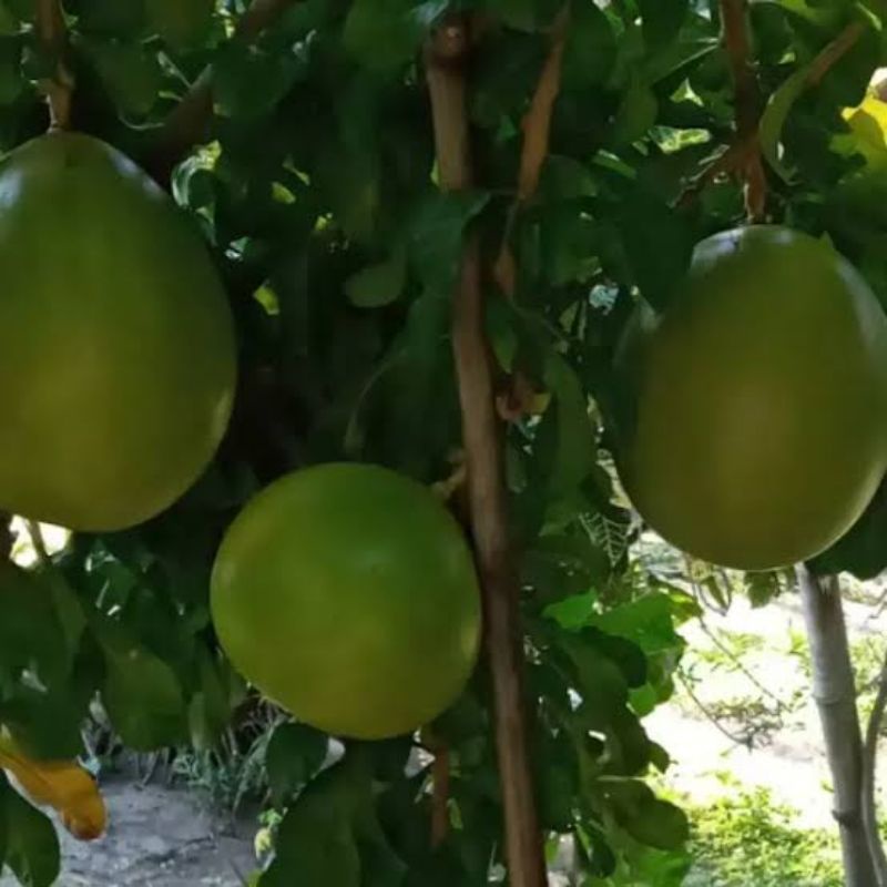Miracle Fruit/ calabash fruit Shopee Philippines