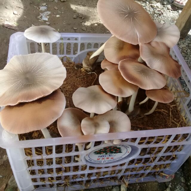 Online Shop Shopee Philippines