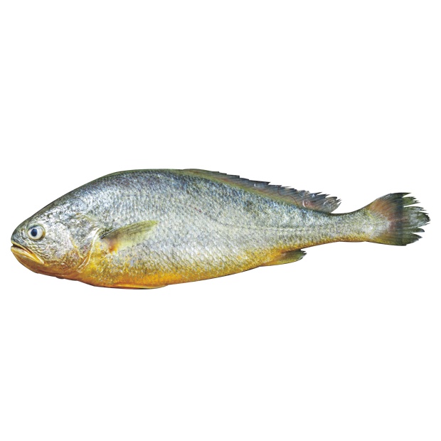 Yellow Croaker Fish 500g | Shopee Philippines