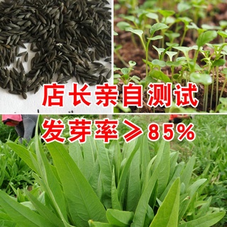 Rapeseed four seasons sowing sweet and crispy sesame oilseed heat-resistant large-leaf green balcony #7